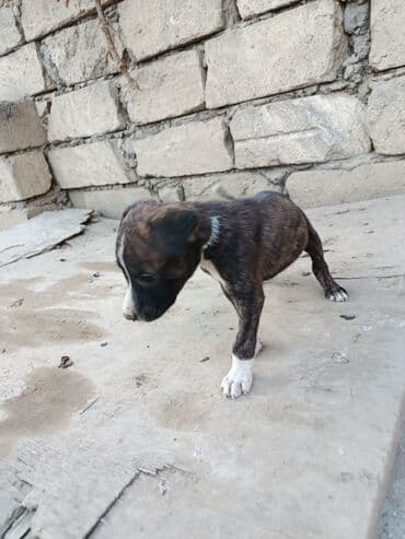 pitbul itlər: Питбуль, 1 месяц, Самец — 16