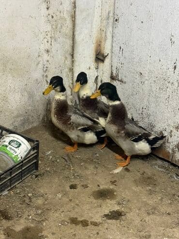 cins ineklerin qiymeti: Erkək, Damazlıq — 2