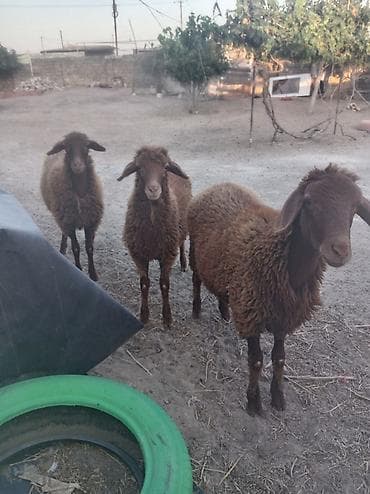 qoyun: Quzular Qala cinsidi 2erkək 1sişi dekabrda dogulublar hamisi birlikdə — 3