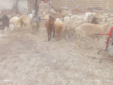 quzu satışı: Dişi, Qala, il: 3, Damazlıq, Ünvandan götürmə — 4