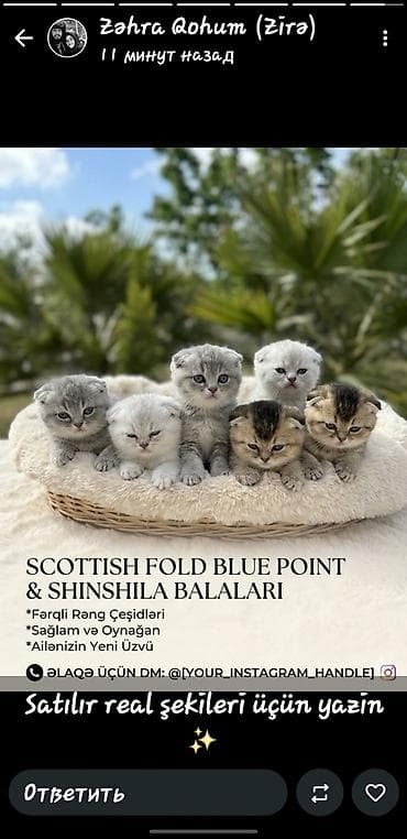 balaca boyumeyen itler: Şinşilla, Erkək, Dişi, Ünvandan götürmə — 1