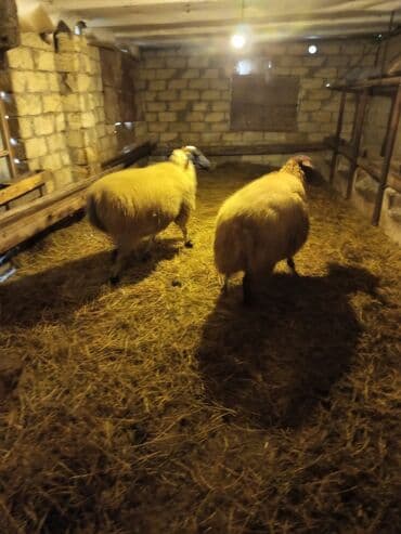 Inəklər, öküzlər: 1,2 günə doğan 1 ci qarın şəklər satılırlar. Digərlərini qəssaba — 1