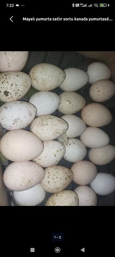 gilezi yumurta: Hinduşka yumurtası hind quşu Mayalı hinduşka yumurtası Bilgəh - — 2