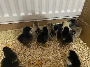 cücələrin satışı: Toyuq cücələri, Ətlik — 4