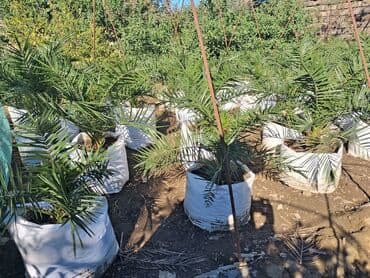 sultan daragi gülü: Məhsul: Xurma palması (Phoenix dactylifera) fidanları Təsvir: - — 3