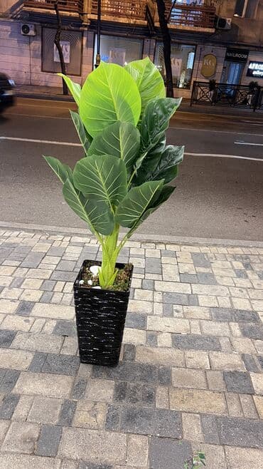 bitki toxumlari: Depodan bir basa satis 70azn baslayan dekarativ suni agaclar topdan — 4