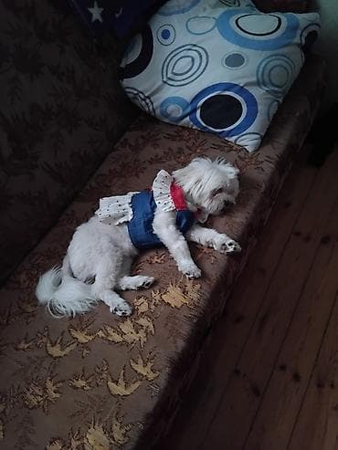 cins itlerin satisi: Məhsul: Kiçik itlər üçün bayram üslublu geyim - Tərtibat: don tipli — 1