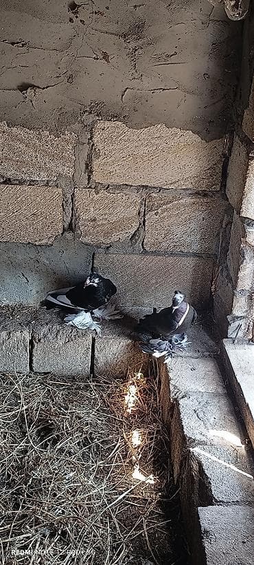 Erkek mayadi. yerdə oynaqdi mayası — 2