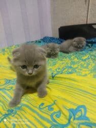 pişik cutleşdirme: Şotland, Dişi, Yaxşı əllərə, Ünvandan götürmə — 6