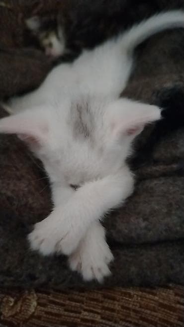 котята даром в душанбе: Турецкая ангора, Самец, Самка, В добрые руки, Бесплатная доставка — 8