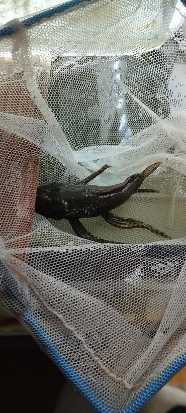 rəngli balıqlar: Məhsul: Akvarium üçün ancistrus (bristlenose pleco) balıqları – albino — 5