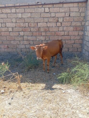 ingilis setter it cinsinin digər adı: Erkey saxlanmalı dana — 2