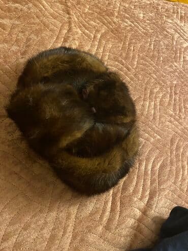 qadınlar üçün toxunma papaqlar: 80m satılır tenız norka papaqlardı bırı tund qehveyı bırıde bıraz — 4