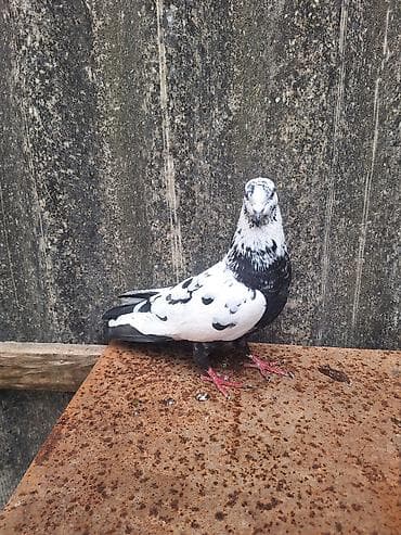 dekorativ quşlar: Çil Qızqın Erkəydi Qiyməti 10 Manat — 1