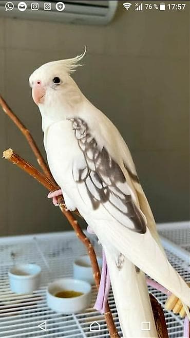 Yanaqsız karellalar var satışda 100-300 aznə qədər qiymət dəyişir bala