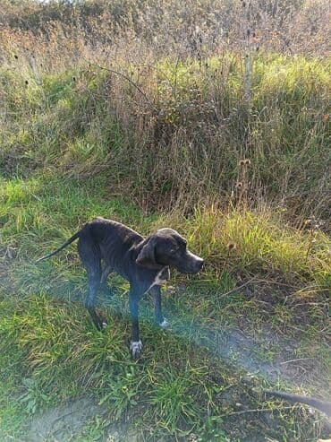 Kasalar: Dişi — 2