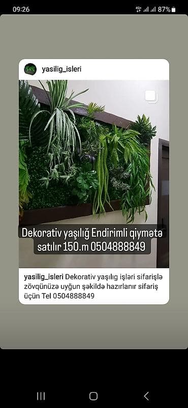gilas tingleri: Dekorativ yaşılığ 140×80 150.m satılır — 1
