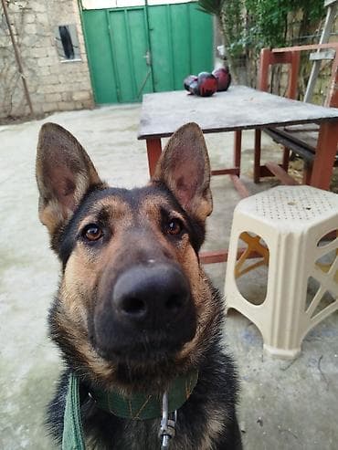 Digər heyvanlar: Alman çoban iti, 1 il, Dişi, Cütləşmə üçün, Pulsuz çatdırılma — 2