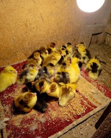 Salam Aleykum Təmiz cins lal ördek balaları. 9 ədətdi. ☝️4 gülkükdü