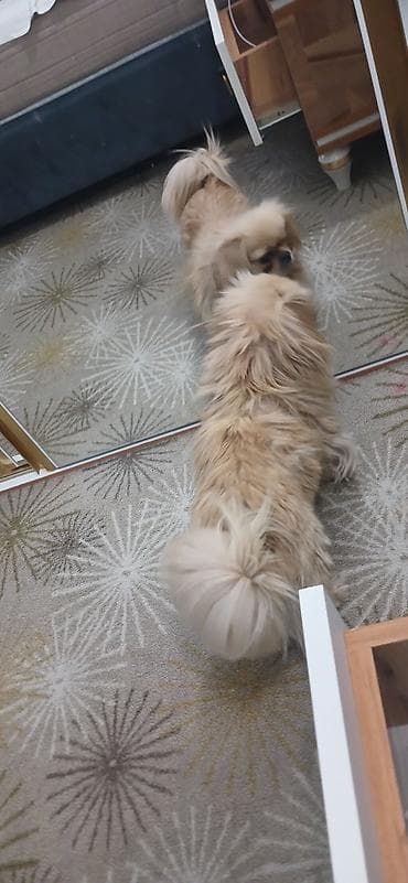 it: Pekines — 6