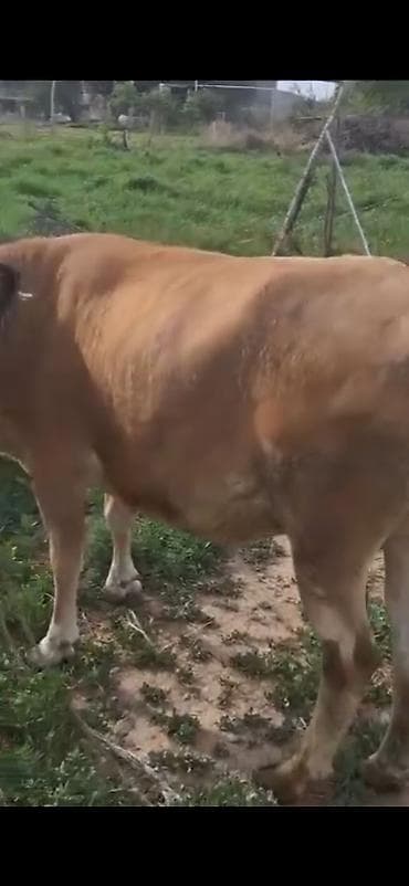 cins dana: Bir dogan qisir etlik duye — 4