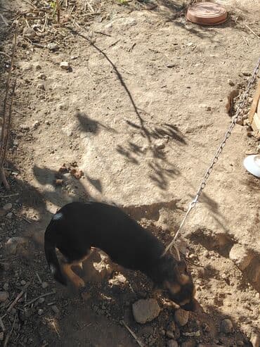 etibarli elere verilir: İtlər — 1