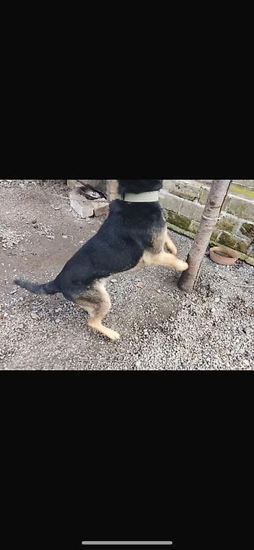 Heyvanlar üçün mallar: Alman çoban iti, 1 il — 2