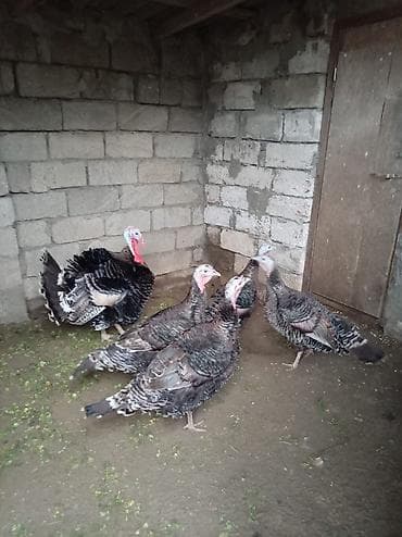 qara pisik: Məhsul: Hinduşka sürüsü Təsvir: - Şəkillərdəki yerli hinduşkalar – — 2