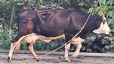 akvarium satışı: Təmiz qan smental düyə satılır dörd aylıq boğazdı təzə doğanda 20litr — 9