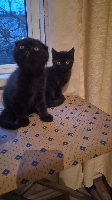 Şotland yastı qulaq, Erkək, Dişi, Yaxşı əllərə, Ünvandan götürmə, Pulsuz çatdırılma, Ödənişli çatdırılma