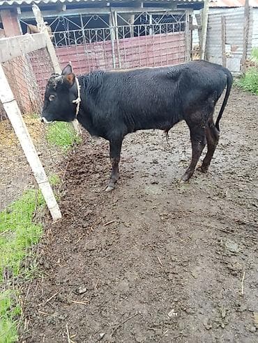 qaz 10: Dana, buzov, Erkək, ay: 10, Ətlik — 3