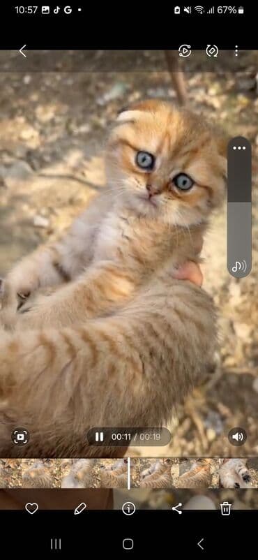 pişik tualet: Şotland — 4