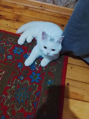 Ağ rəngli ev pişiyi – yumşaq, qısa tüklü, orta ölçülü. Dəyirmi baş