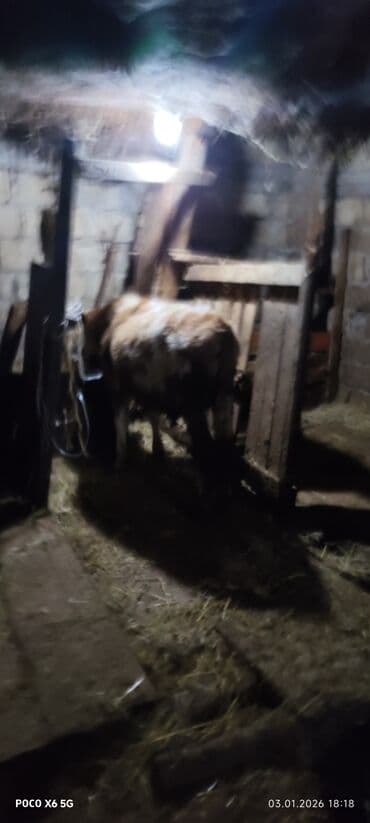 Dana, buzov: Salam super erkək danalar satilır 1 qarısiqdi Real alıcılar zəng etsin — 3
