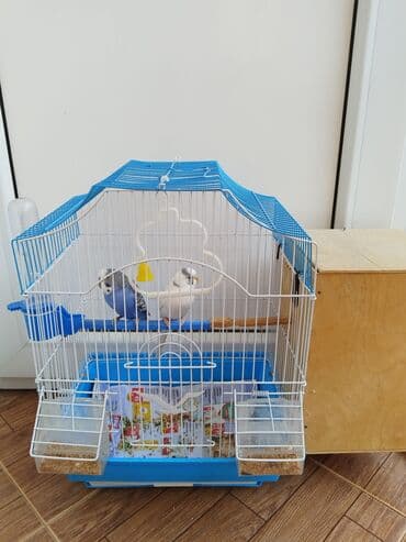 Erkək quş öldü.(hər şey daxill)
Elmlər metrosuna çatdırılma lalafo.az -da Erkək quş öldü.(hər şey daxill)
Elmlər metrosuna çatdırılma