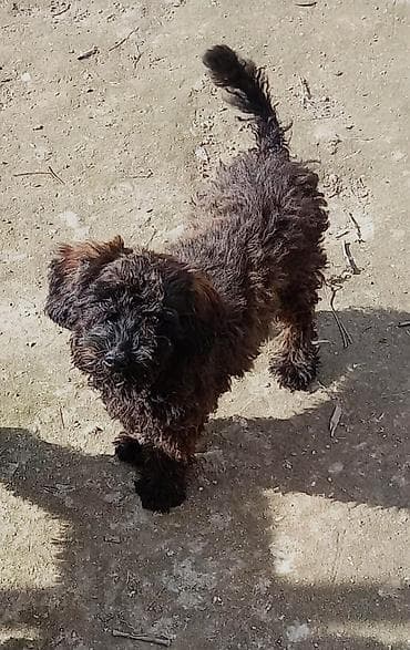 itler tap az: Pudel, 4 ay, Erkek — 1