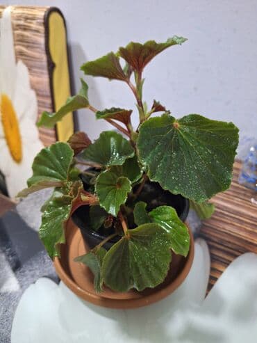 mi band 4 цена: Begoniya (qap içi dekorativ bitki) – plastik saksıda - Yarpaq tipi — 3