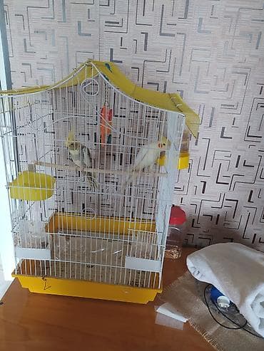 qus: Növ: Nimfa papuqayı (Cockatiel) cüt Rənglər: - Ağ‑sarı quş – — 2
