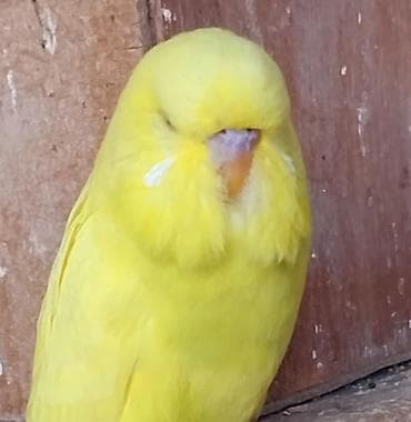 Sarı rəngli dalğıc papağan (tumşuqlu bıdıq – budgerigar) - Tam sarı