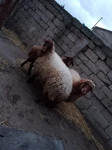 avcarka bala: Məhsul: Qoyunlar

Təsvir:
1Ana bala 1de şişey — 2