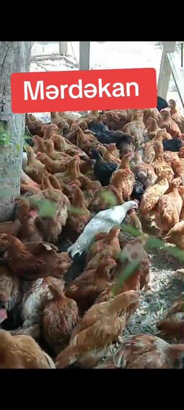 gence toyuq cuce: Toyuq, Ətlik — 2