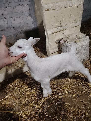 xaski balaca: Ağ rəngli balaca oğlaq - Cins: yerli südlük tip (tam ağ tük örtüyü — 2