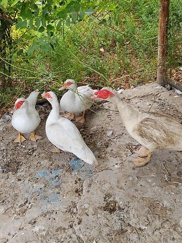goyercin satışı: 1 erkek 3 fere satılır kuban qazı ilə barter olunur ünvan şirvan — 1