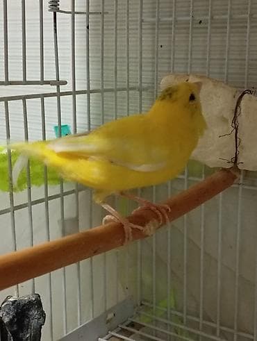 qus xana: Bülbül sari cürə hazir mayadi qizqinliqdan quyruqun qirir Sarı — 3