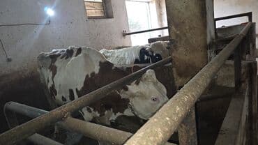 sort inəklər: Südlük inəklər – ferma təsərrüfatı üçün - Rəngləri: alaca qəhvəyi‑ağ — 1