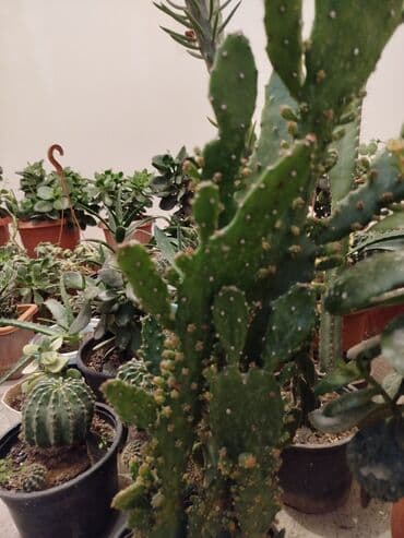 Çöl bitkiləri: Satiram hamsi 6azn — 4