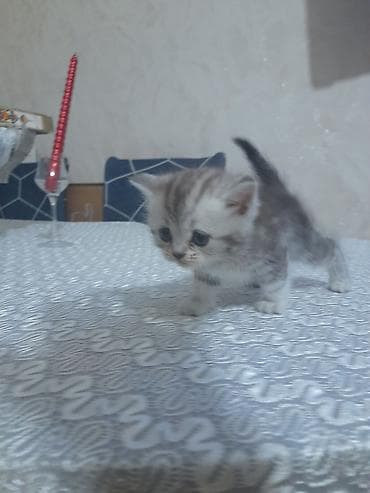 Собаки: Gözəl boz-ağ rəngli bala pişik - Cinsəxasiyyət: sakit, mehriban və — 3