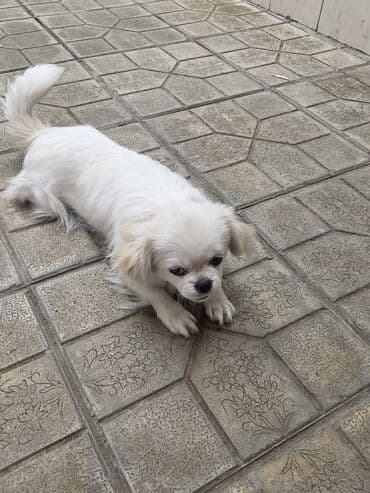 породистые собаки в добрые руки: Pekines, Dişi — 4