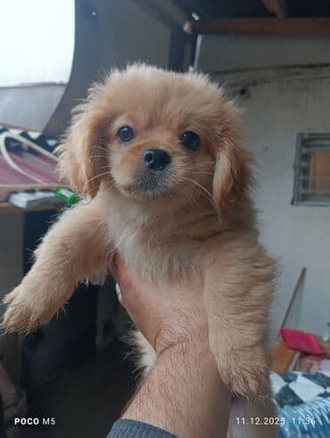 İtlər: Pekines — 3