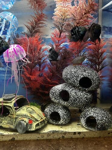 Heyvanlar üçün mallar: Dördbucaq akvarium, Balıqlarla birlikdə, 25 l — 5